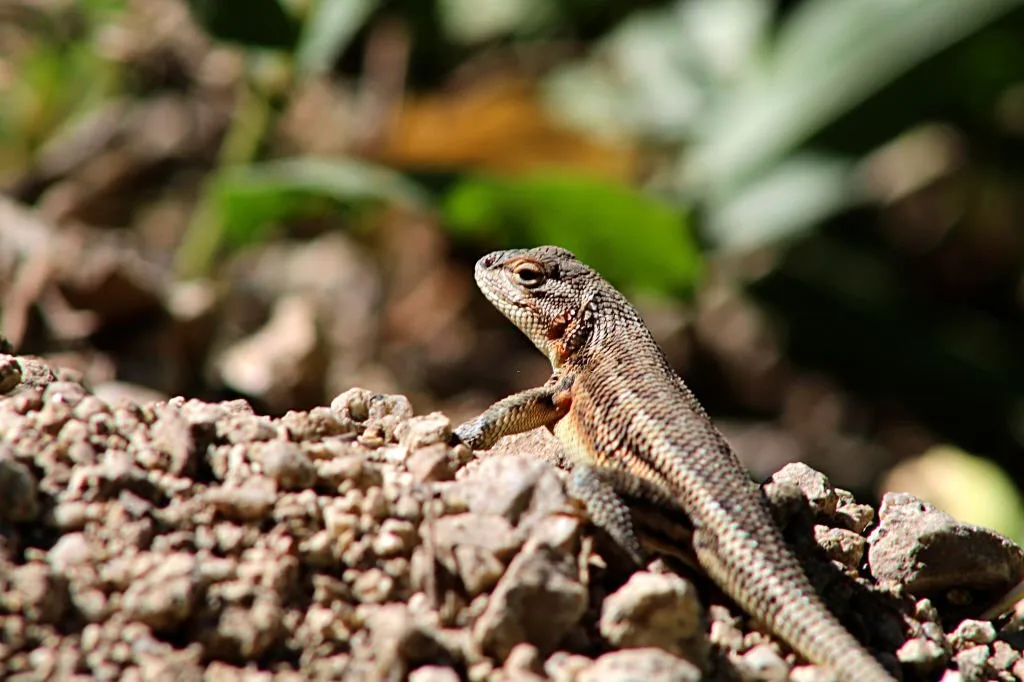 South Carolina Lizards - Different Types Eastern fence lizard ( Sceloporus undulatus )