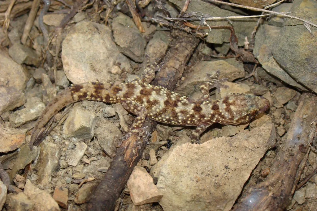 mediterranean-house-gecko