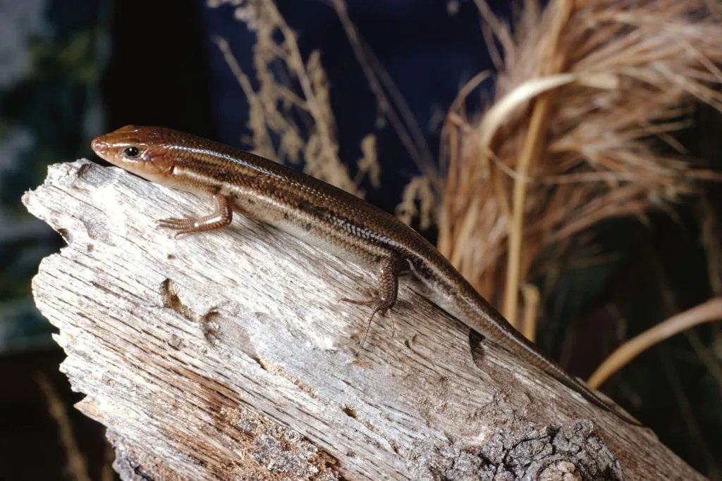 South Carolina Lizards Southeastern Five-Lined Skink (Plestiodon Inexpectatus. Photographed by acclaimed wildlife photographer and writer, Dr. William J. Weber.