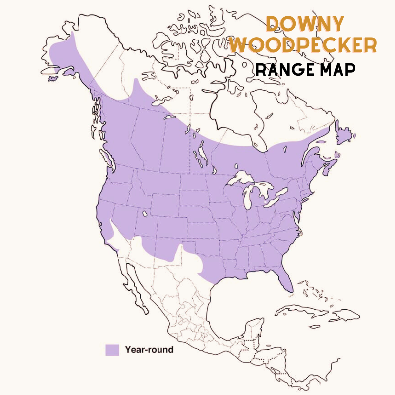 Downy Woodpecker range map