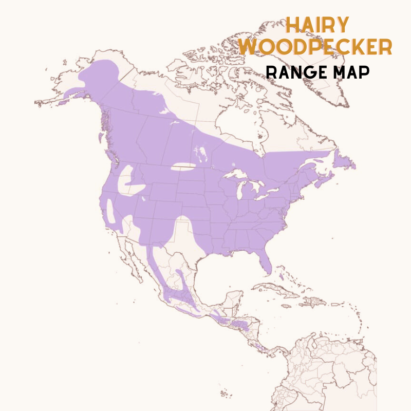 Hairy Woodpecker range map edited