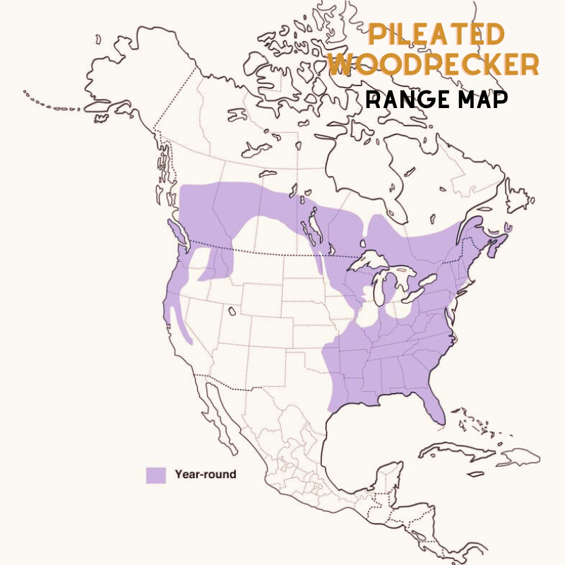 Hairy Woodpecker range map edited