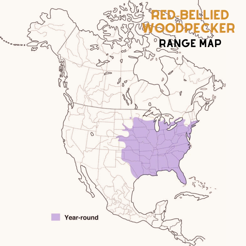 Red-bellied Woodpecker range map editrd