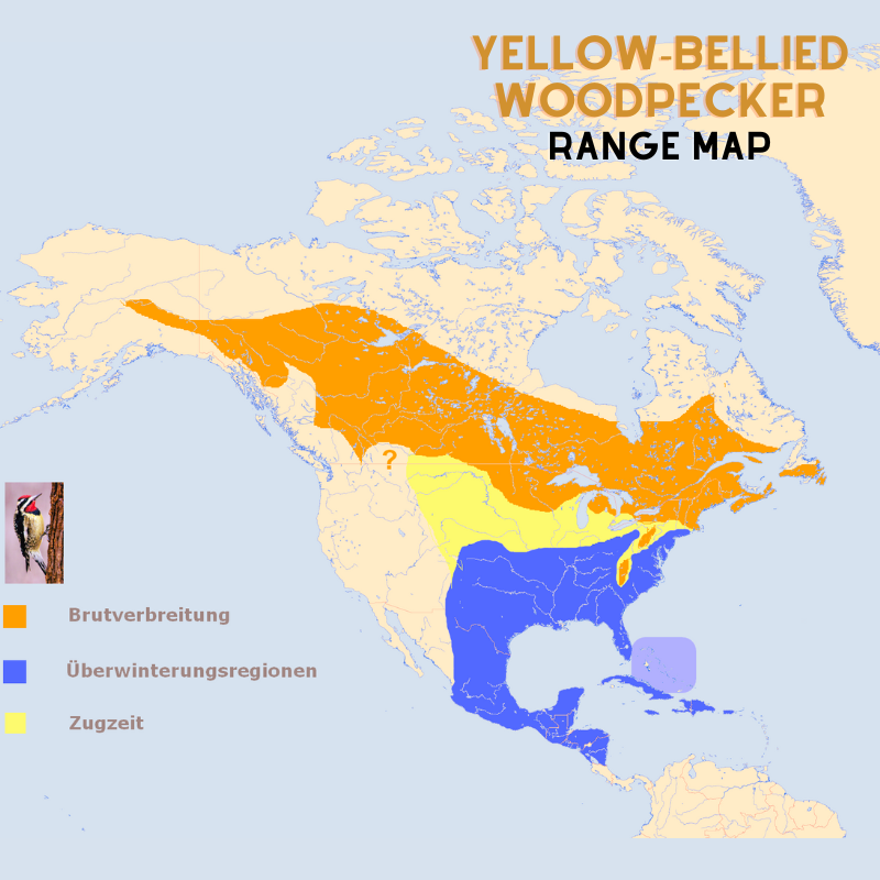 Yellow-bellied_Sapsucker_ rangeg map edited