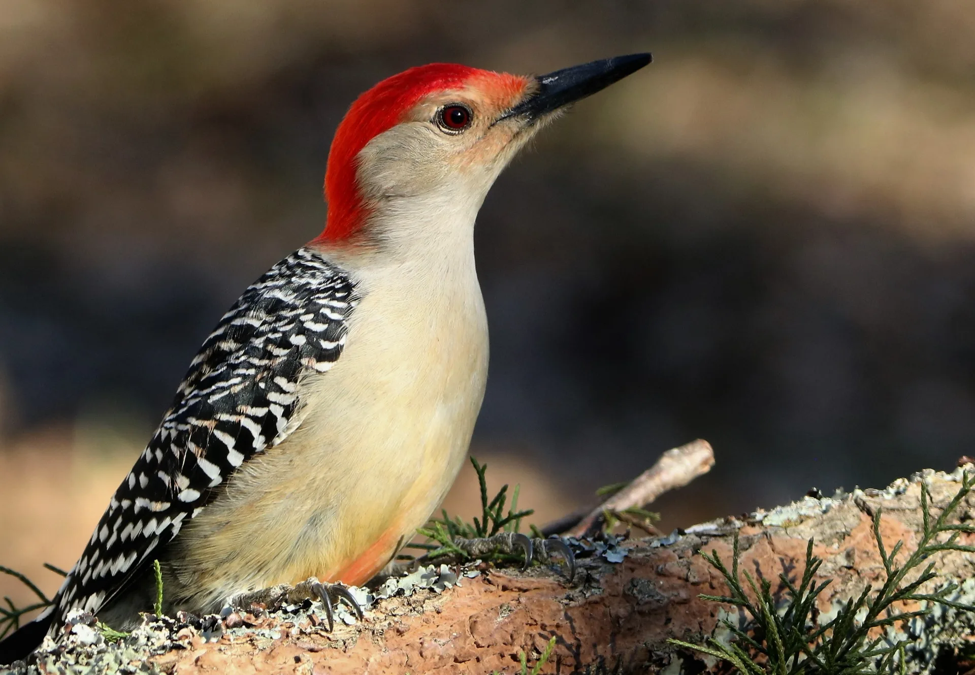 red-bellied-woodpecker-close-up