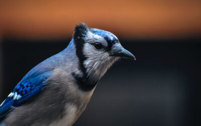 Introduction the Colorado Blue Jay