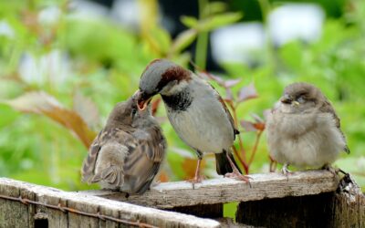 What can baby birds eat?