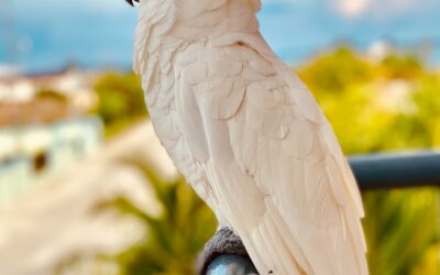 Interesting Facts about parrots you should know