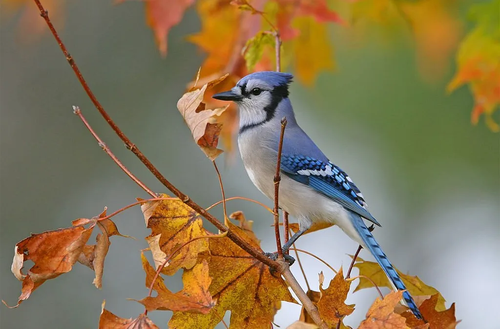Attracting Colorado Blue Jays: The Ultimate Guide
