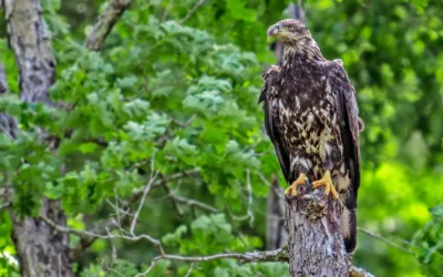 Eagles in NC – Uncovering the World of Eagles in North Carolina