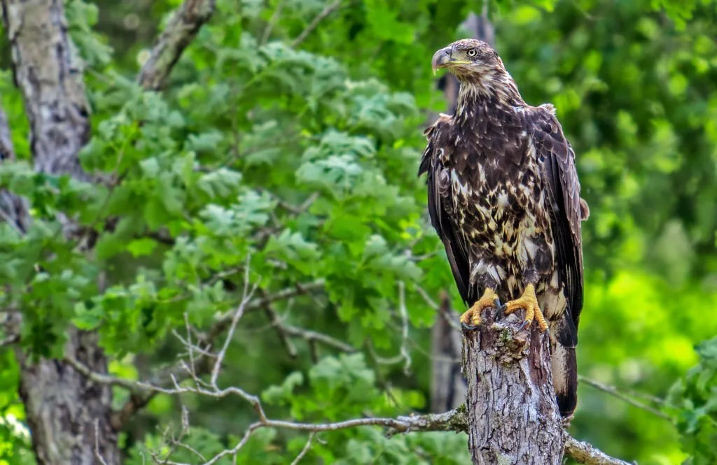 Eagles in NC – Uncovering the World of Eagles in North Carolina