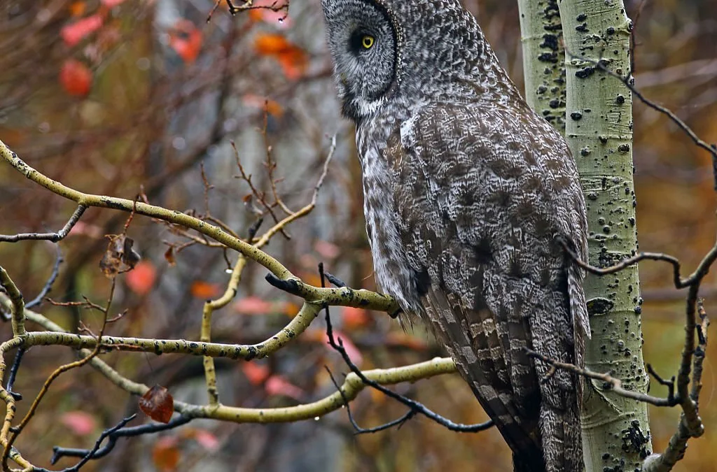 Michigan Owls – An Introduction and their Types and Habitats