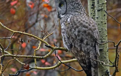 Michigan Owls – An Introduction and their Types and Habitats