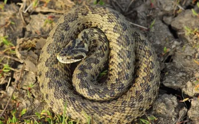 King Snake Louisiana – The Fascinating World of King Snakes