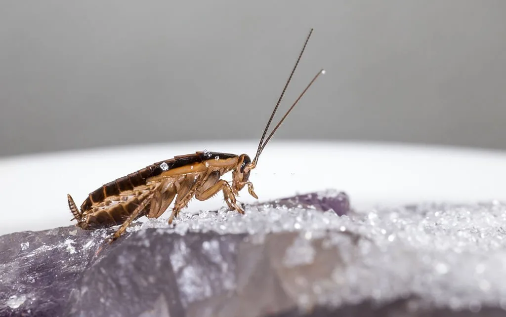 Roaches in Ohio: How These Pests Impact the Environment