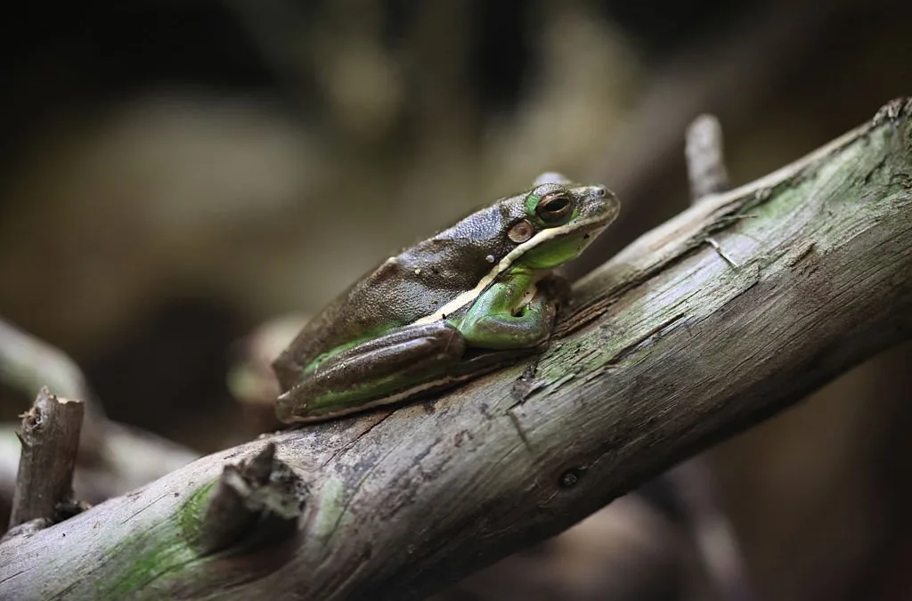 Exploring the Tree Frogs of Georgia: Their Habits, Mating Rituals and More