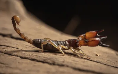 The Fascinating World of Scorpions in California: Identification, Prevention and Myths