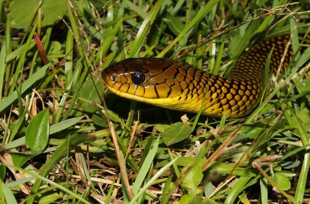 Frequently Asked Questions about Florida Rat Snakes