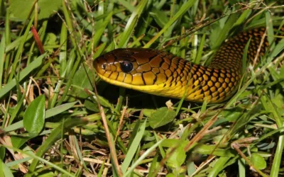 Frequently Asked Questions about Florida Rat Snakes