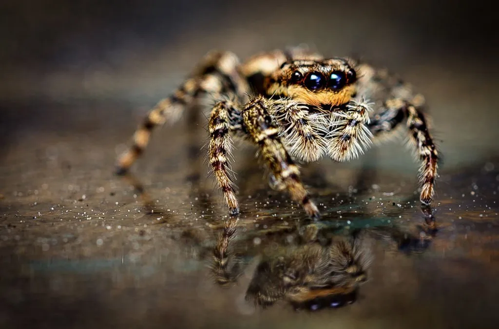 The Myths and Truths Behind the Different Types of Spiders Found in Kansas