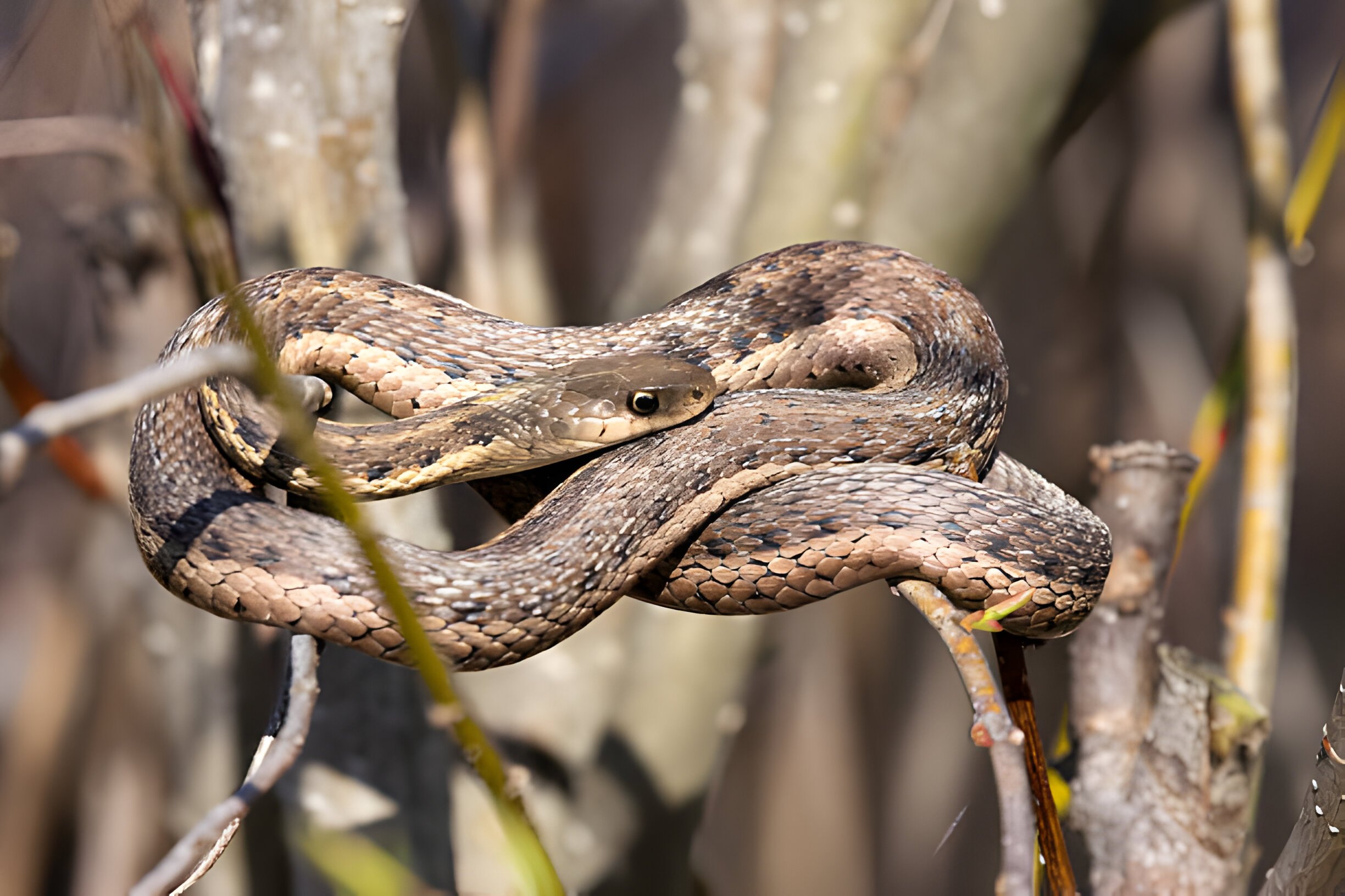 Wisconsin's Snakes