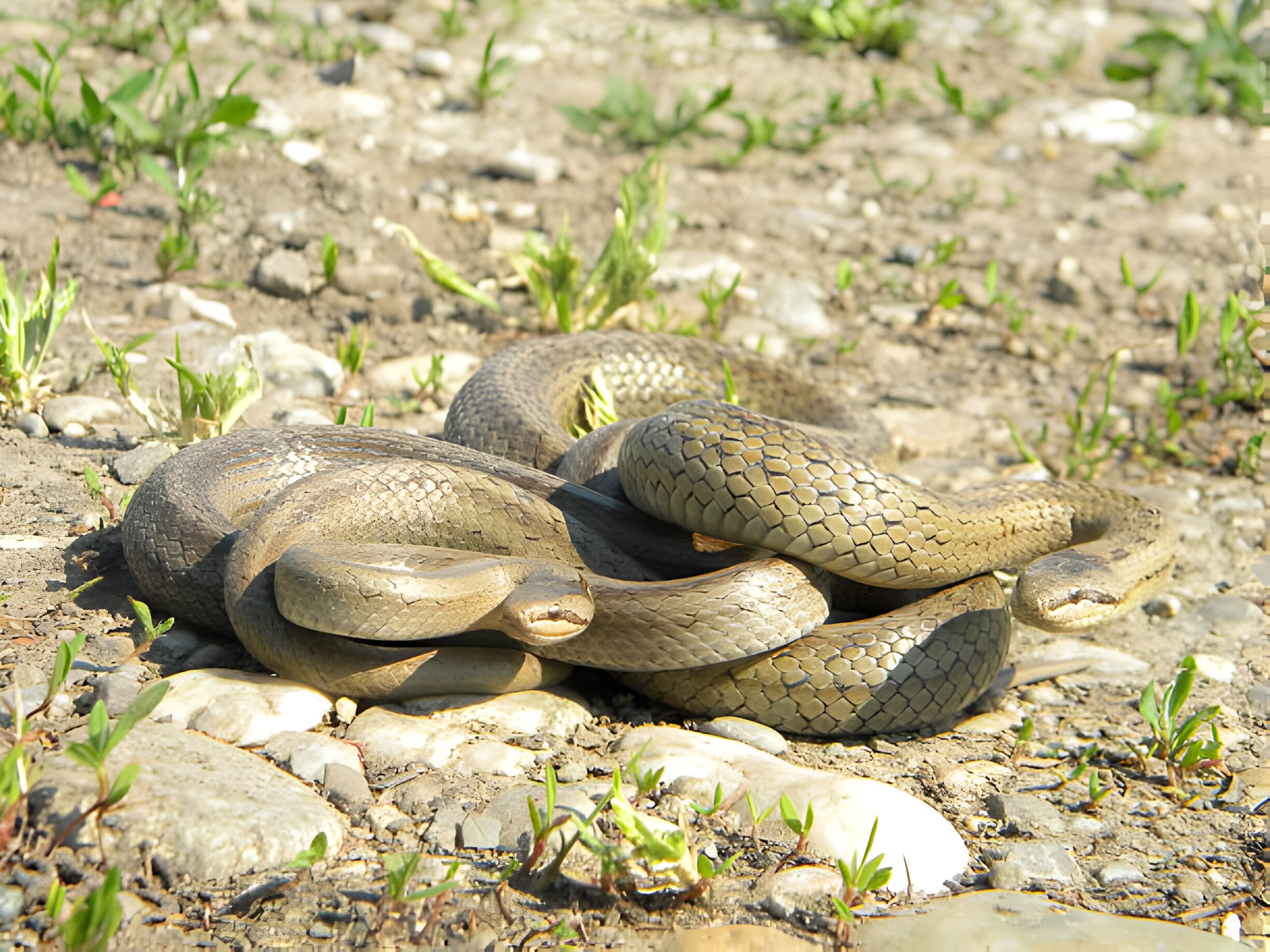 Wisconsin's Snakes