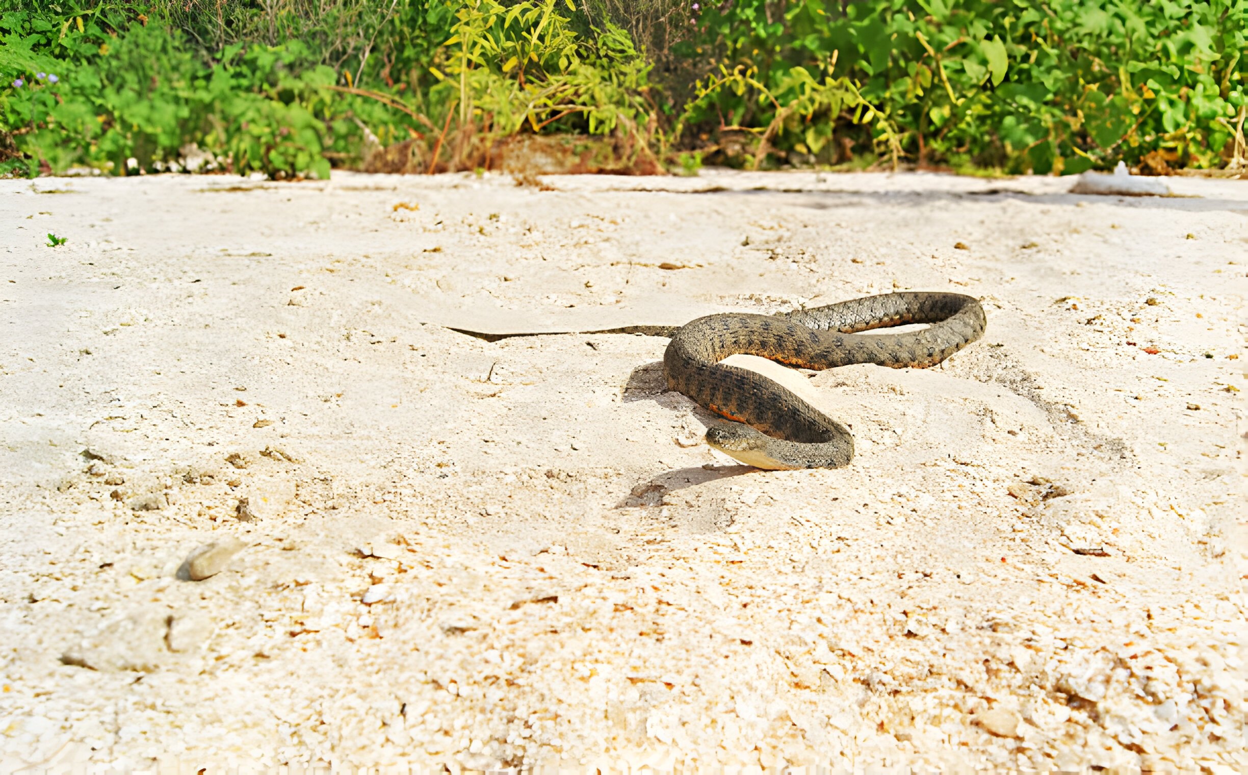 Wisconsin's Snakes