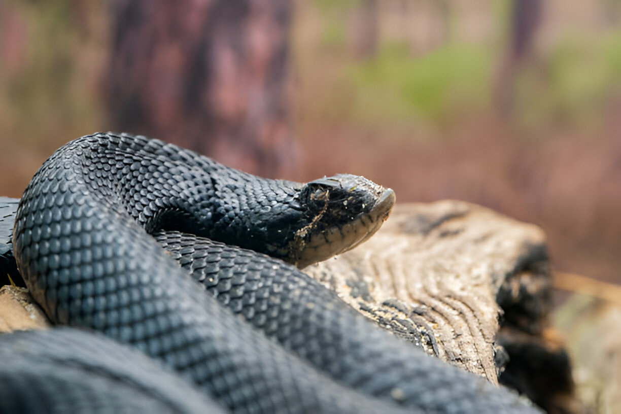 alabama king snakes