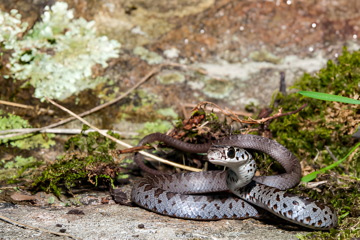 alabama king snakes