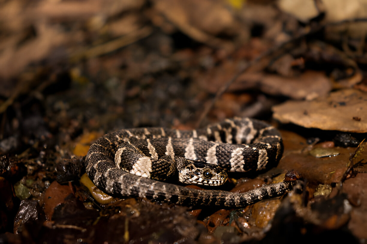 alabama king snakes