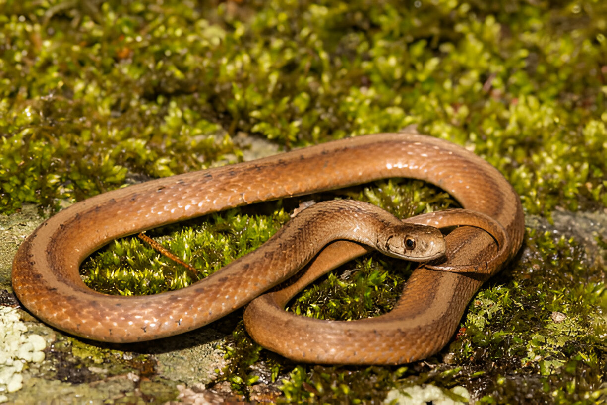 alabama king snakes, Dekay’s Brown Snake 