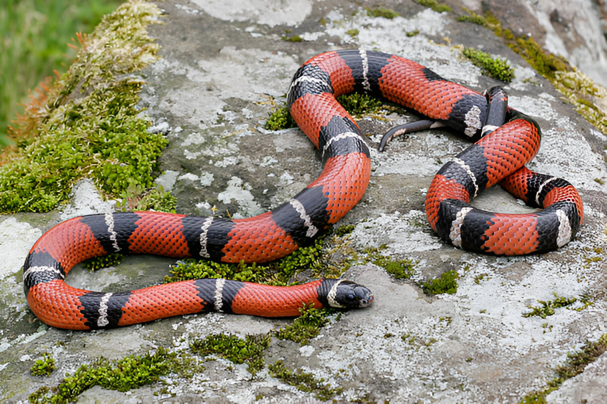 alabama king snakes, Milk Snake (Lampropeltis triangulum)<br />
