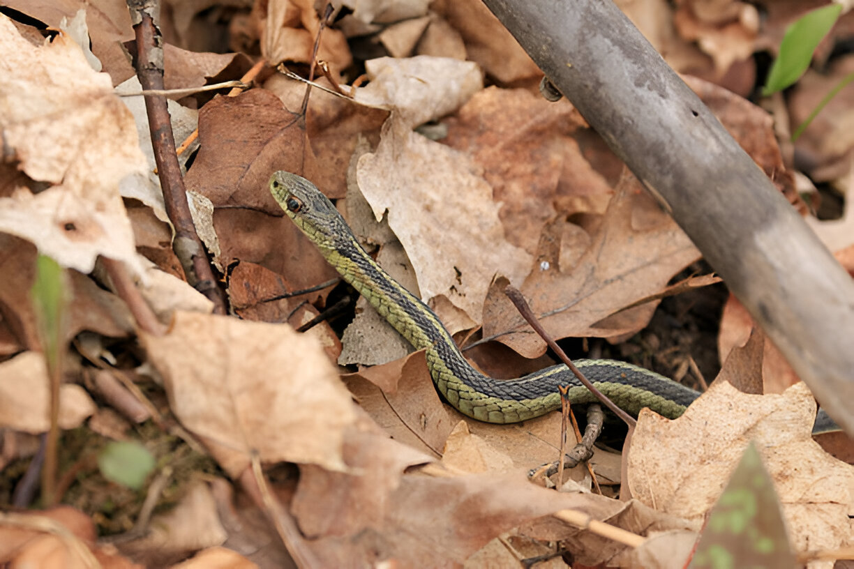 alabama king snakes, Ribbon Snake (Thamnophis sauritus)