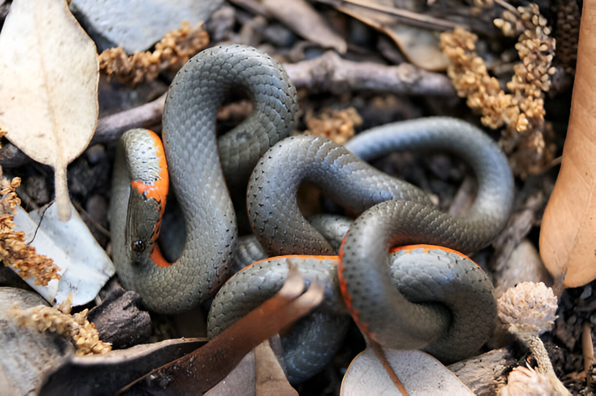 alabama king snakes, Ringneck Snake