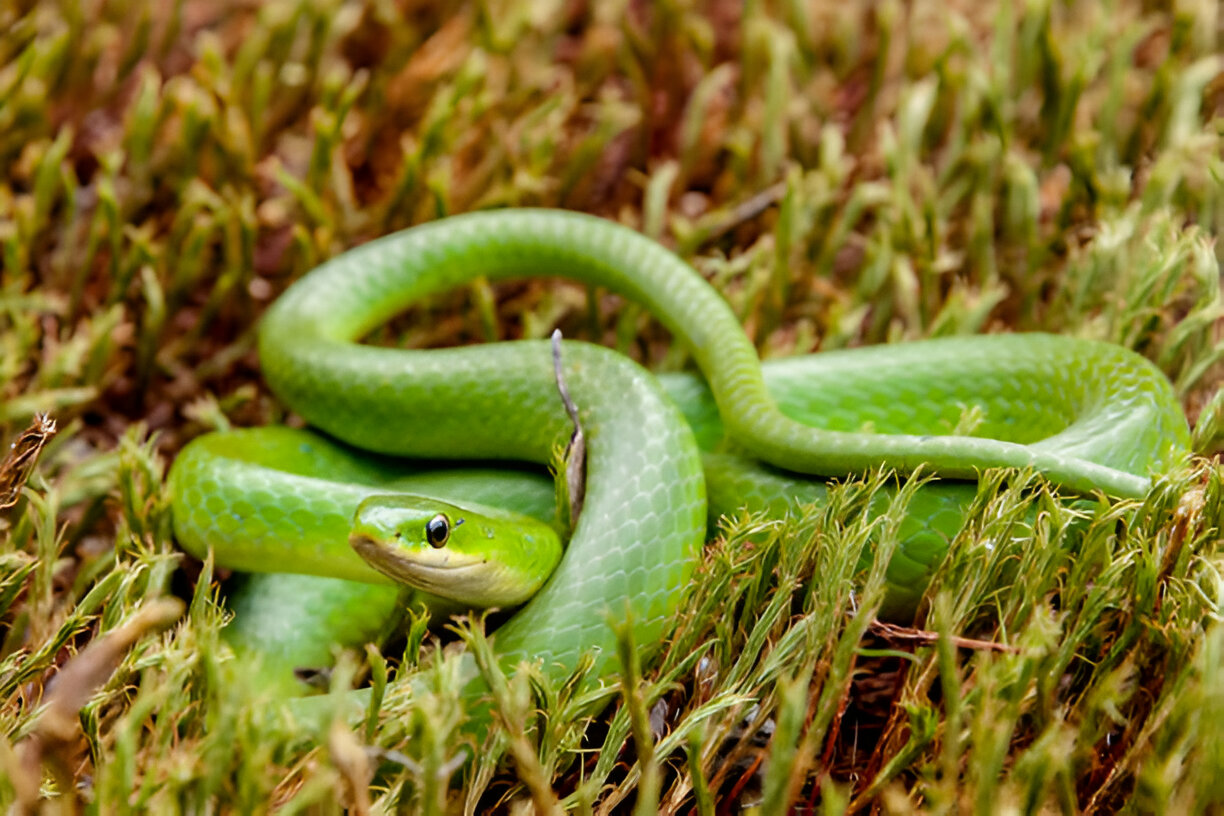 alabama king snakes, Smooth Green Snake