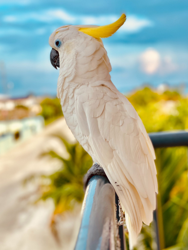 Interesting Facts about parrots you should know