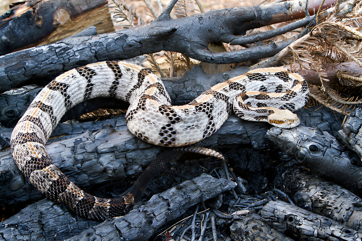 snakes in wisconsin