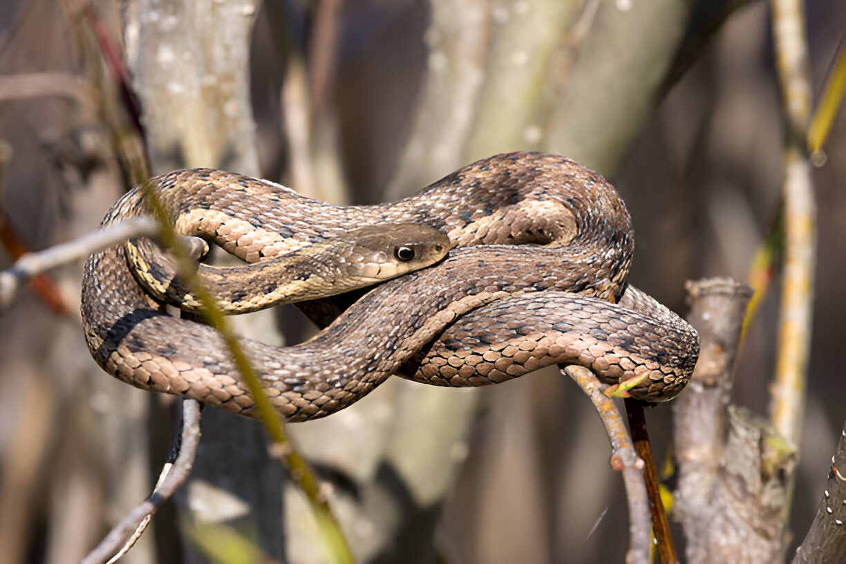 snakes in wisconsin