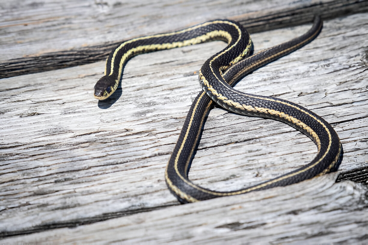 snakes in wisconsin