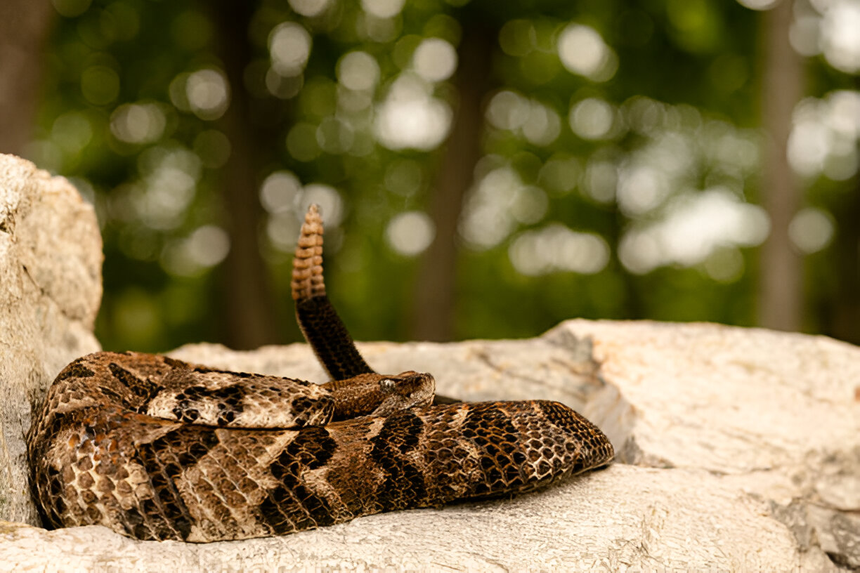 snakes in wisconsin