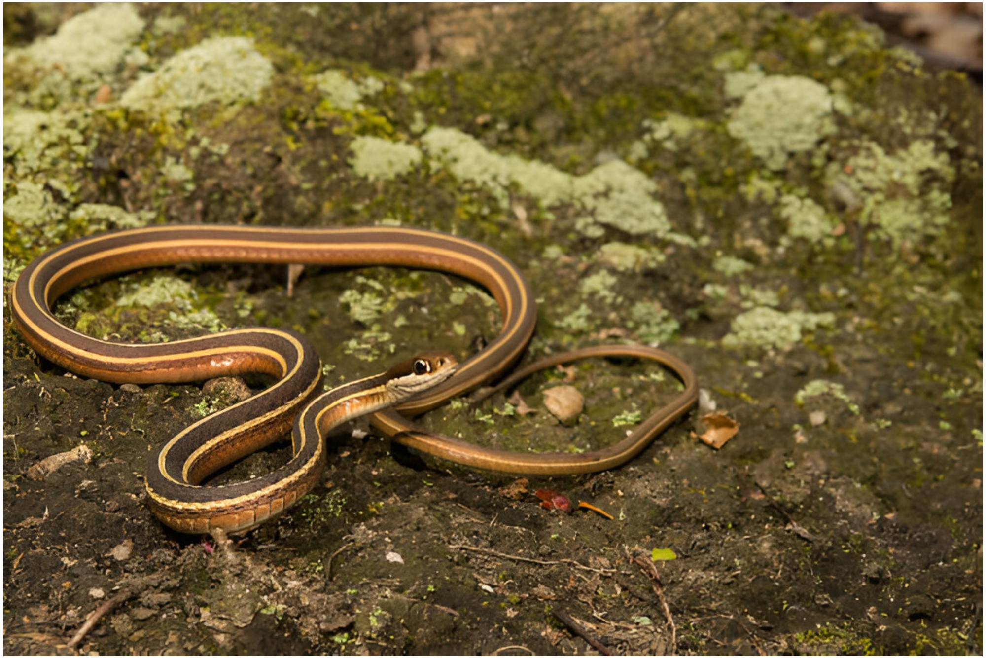 Habitats Eastern Ribbon Snakes