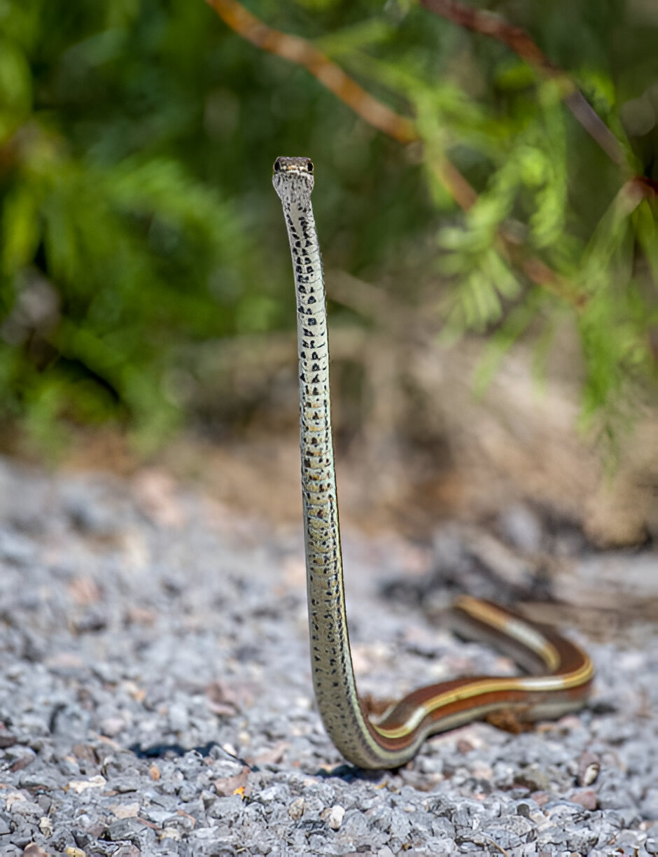 Idaho Snakes, Desert Striped Whipsnake (Masticophis taeniatus taeniatus)