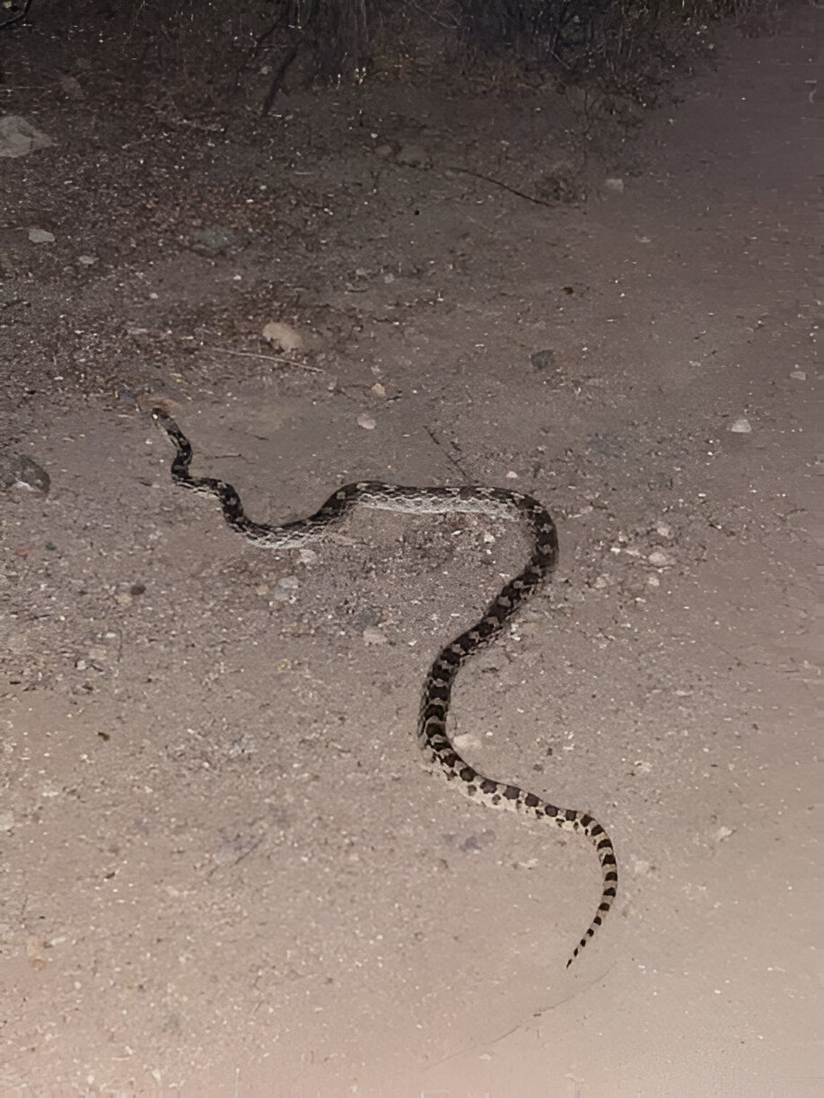 Idaho Snakes, Northern Desert Night Snake (Hypsiglena chlorophaea deserticola)