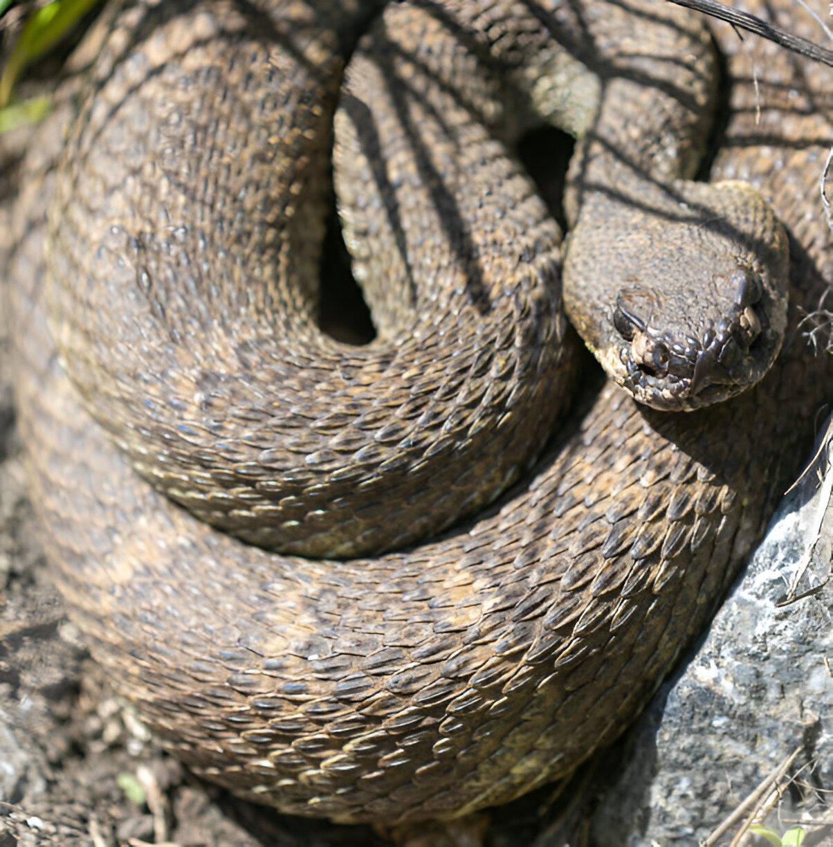 idaho snakes