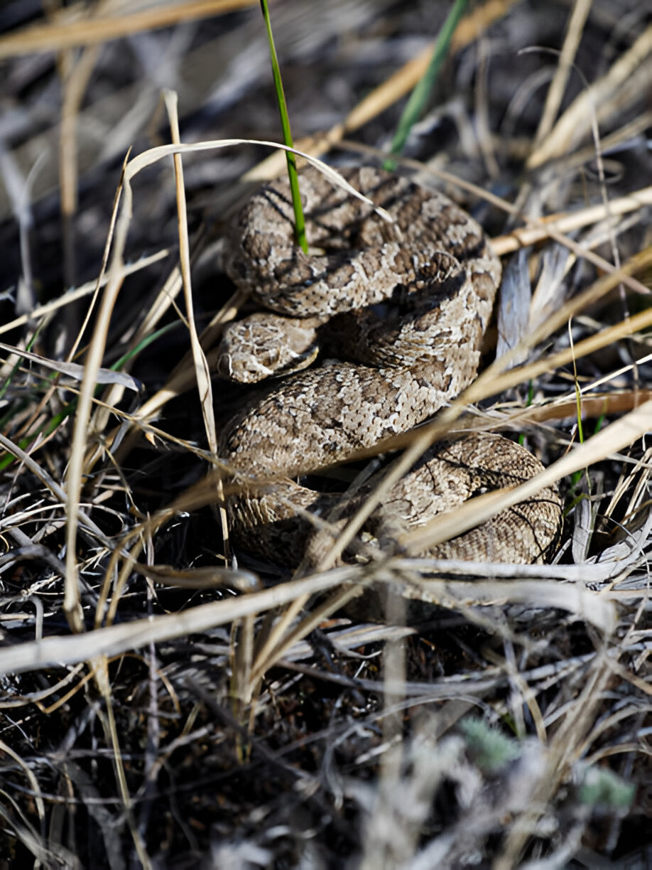 idaho snakes