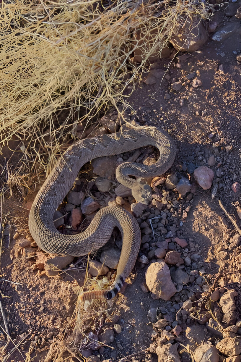 idaho snakes