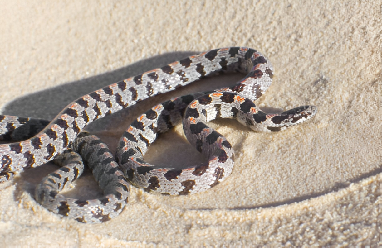 alabama king snakes