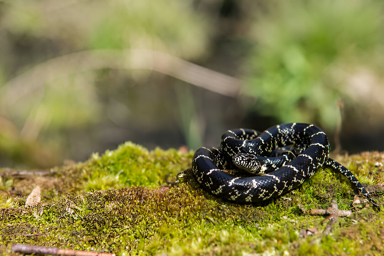 alabama king snakes, Eastern Kingsnake (Lampropeltis getula)