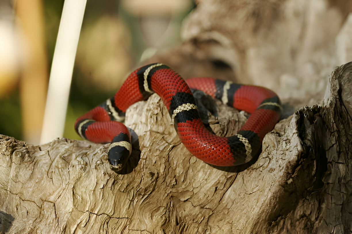 alabama king snakes, scarlet kingsnake (lampropeltis elapsoides)<br />
