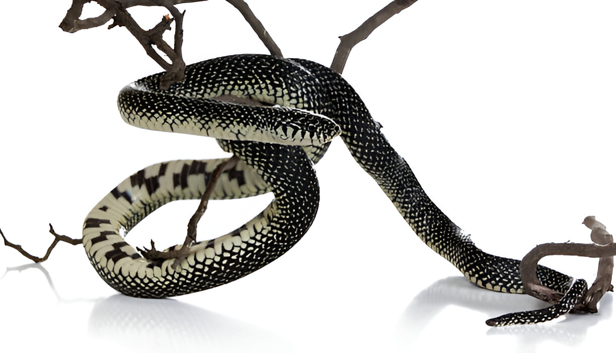 alabama king snakes, speckled kingsnake (lampropeltis holbrooki)